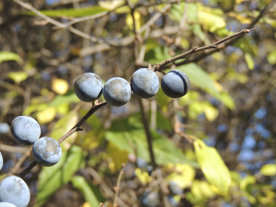 Fruits autumn blue