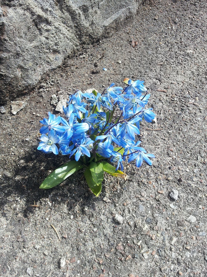 Spring sprung survival