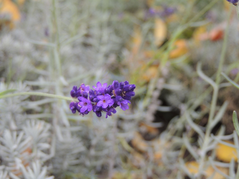 Purple flower flowers