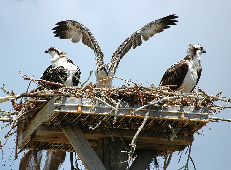 Flying flapping wings