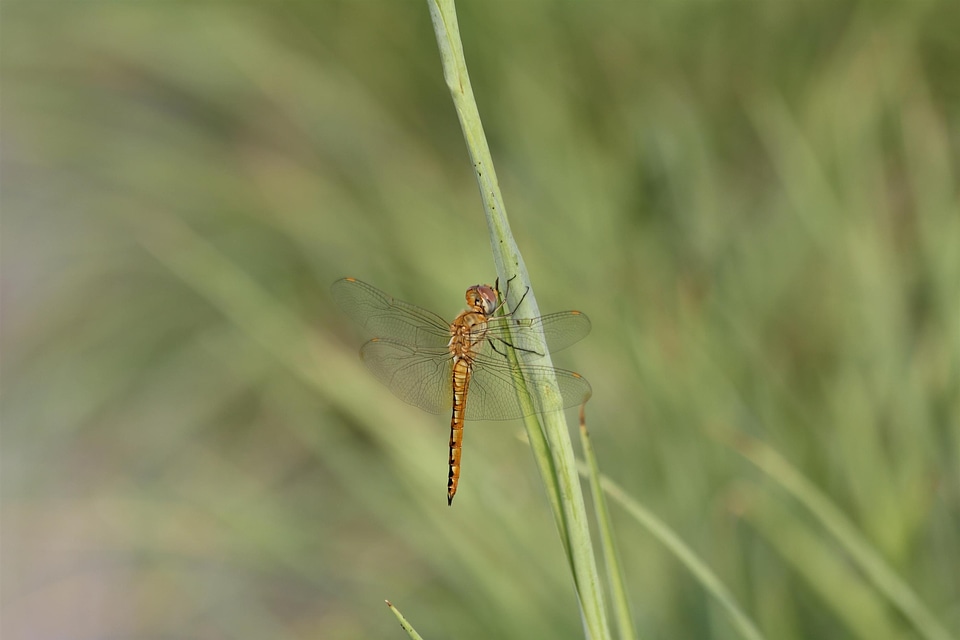 Insect nature animal