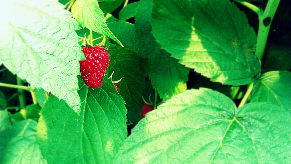 Berry berries raspberries photo