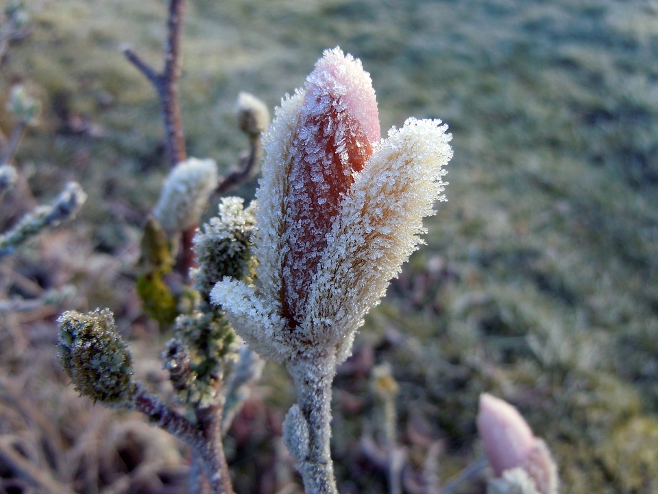 Magnolia hoarfrost bud frosted