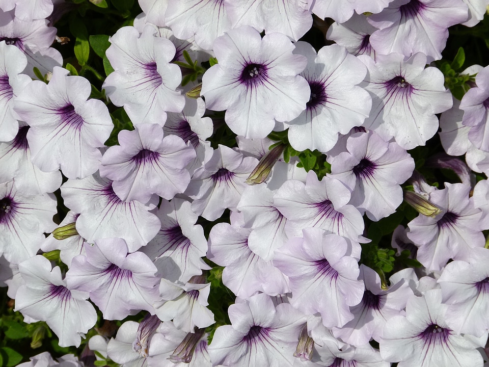 Fragrant plants flowers