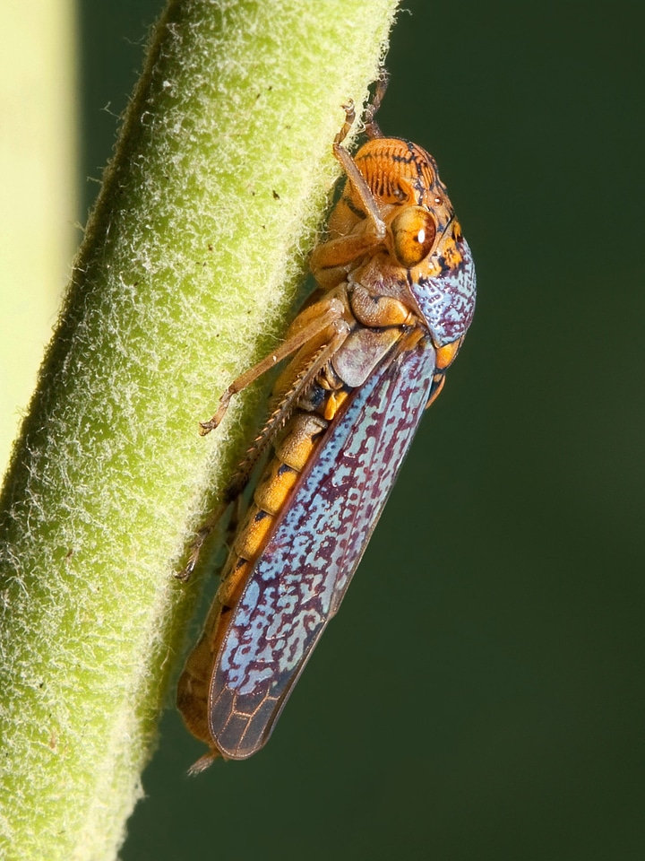 Small cicada jassidae cicadellidae
