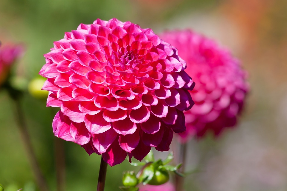Plant composites pink