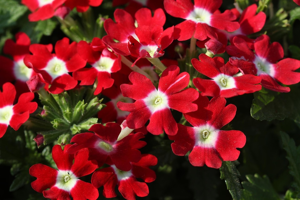 Red garden nature