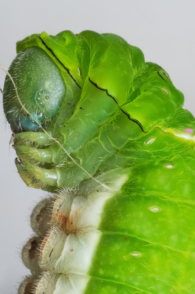 Wildlife larva bug