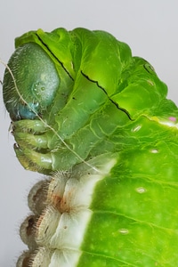 Wildlife larva bug photo