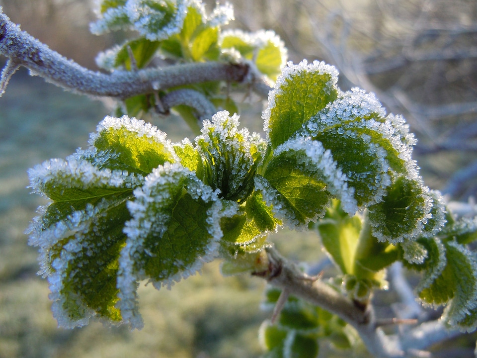 Wild rose hoarfrost spring morning