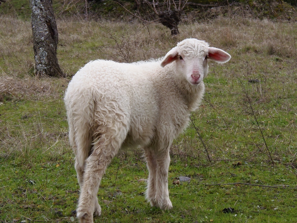 Sheep livestock animals