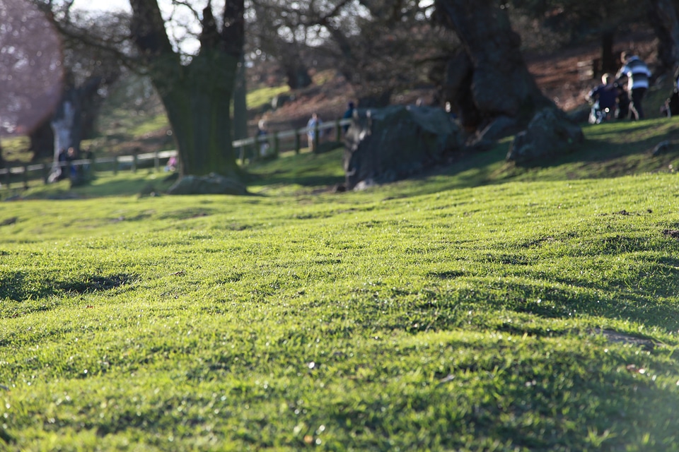 Green grassy moss photo