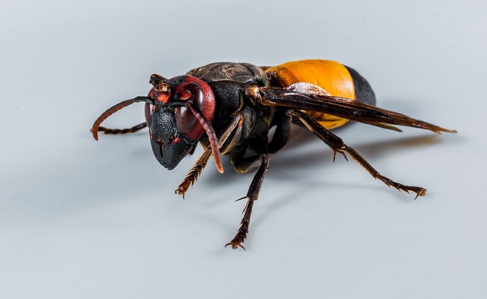 Wasp insect close up