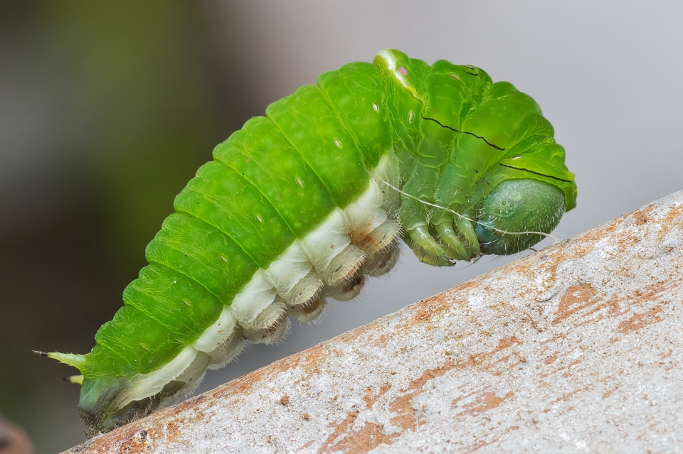 Larva bug metamorphosis