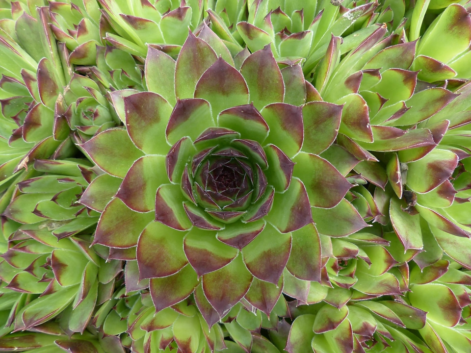 Pointed reddish green