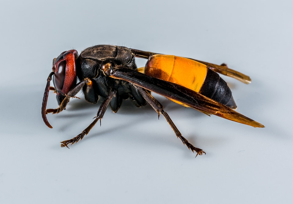 Wasp insect close up