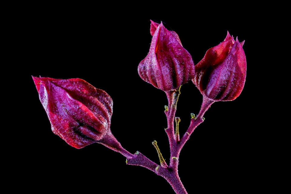 Bloom flower red purple