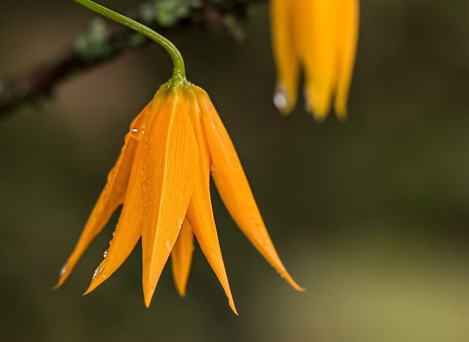 Bell-shaped dew raindrop