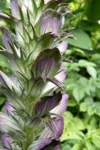 Flower detail close up plant