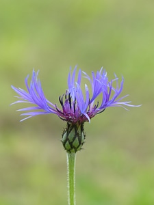Bloom blue purple photo