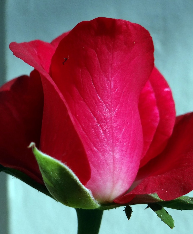 Floral valentine romantic