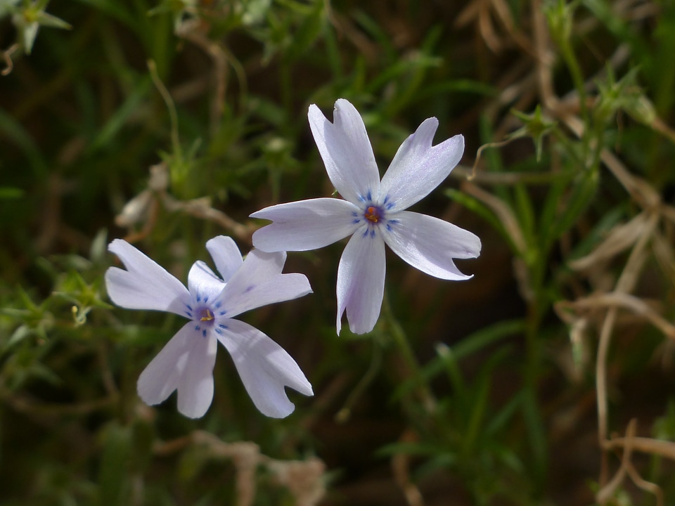 Plant light blue phlox subulata