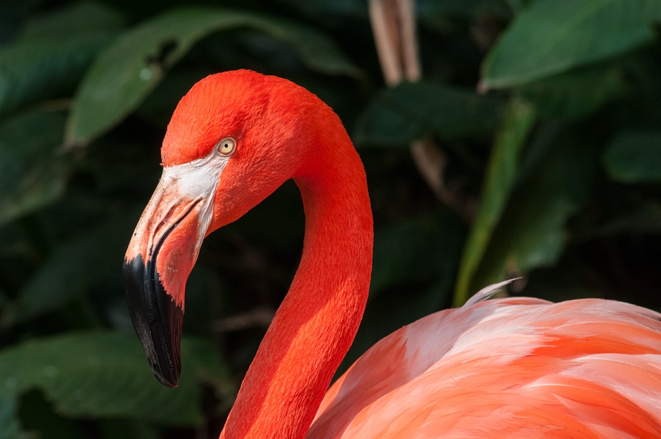 Animal nature neck