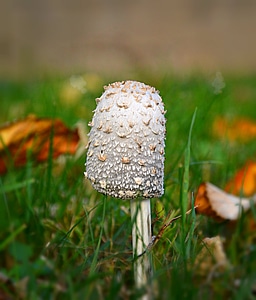 Mushroom autumn leaves