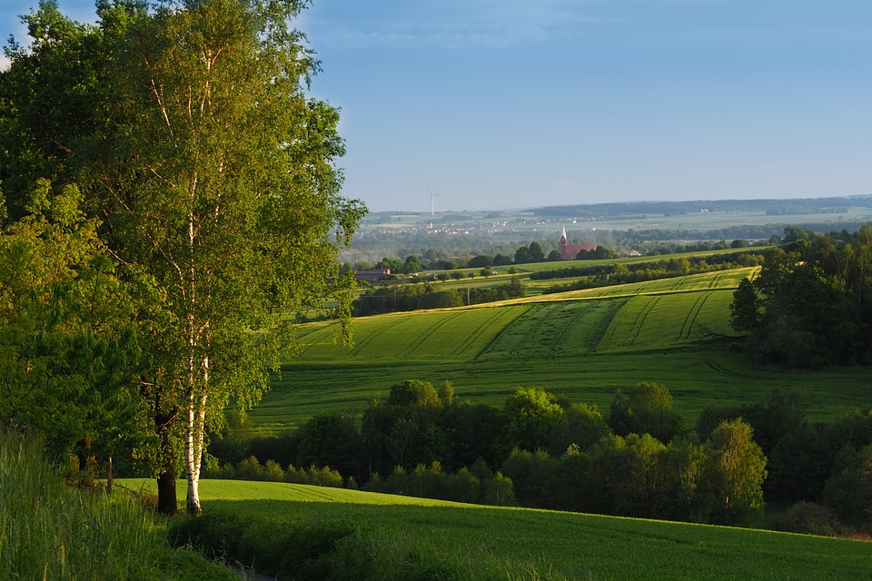 Nature tree fields