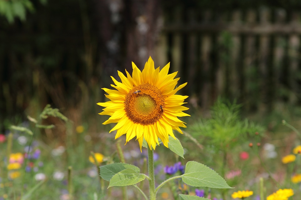 Landscape summer nature