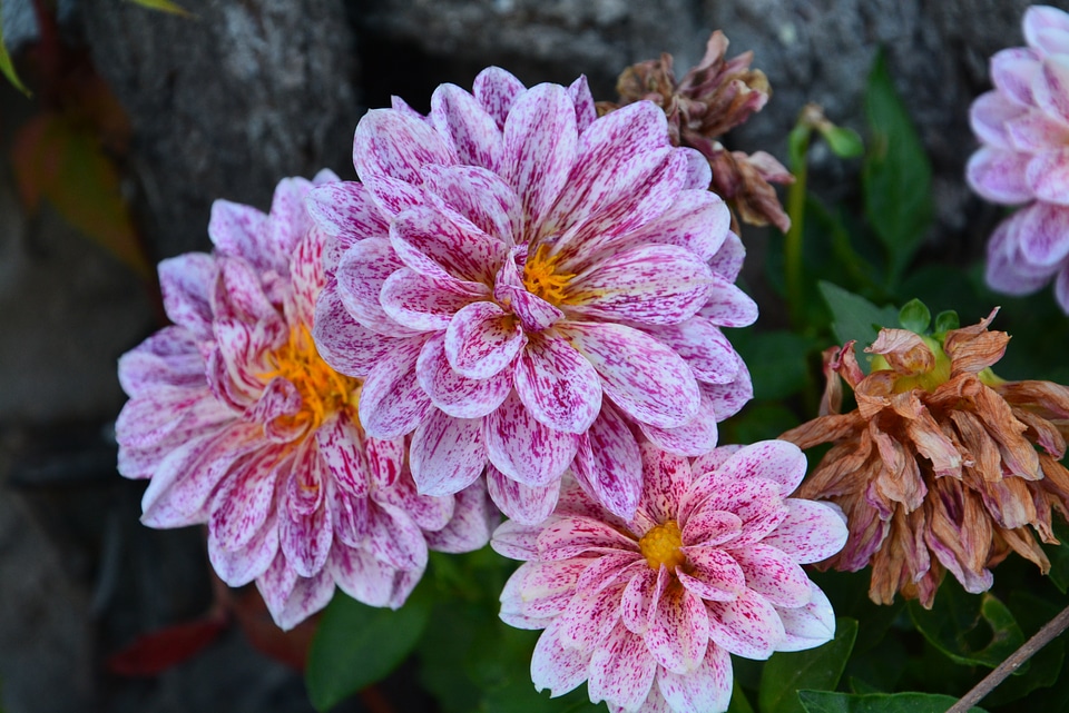 Dahlia flower color