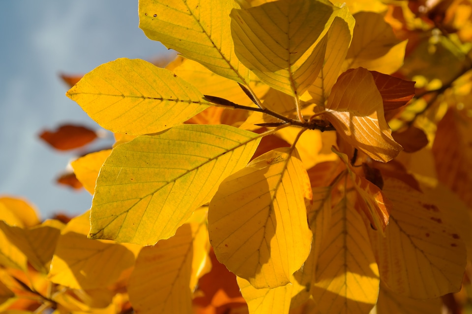 Yellow brown golden autumn