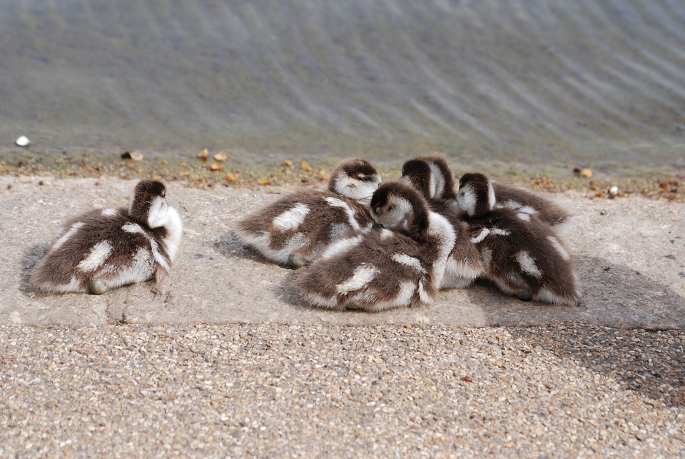 Chicks bird family photo