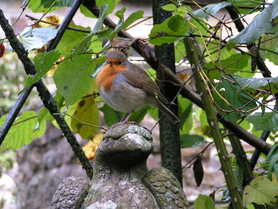 Wings feather wildlife photo