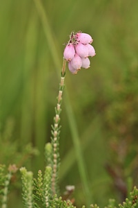 Bloom pink flower
