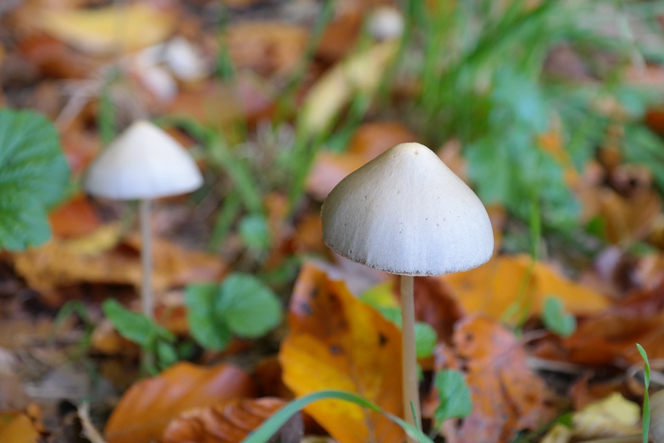 Psilocybinhaltig agaric drug