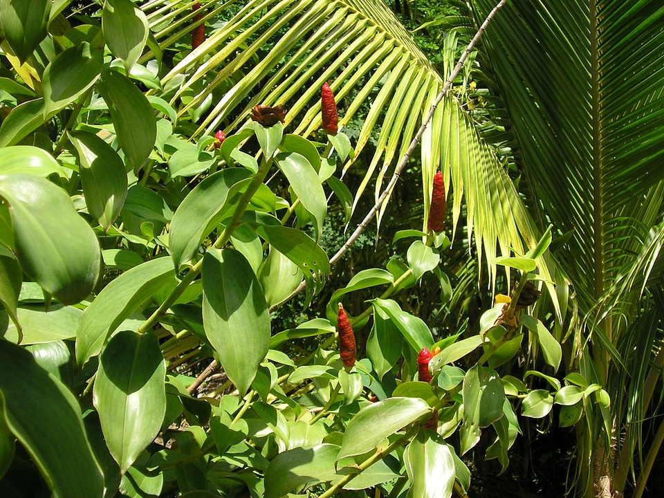 Greenery tobago scenery
