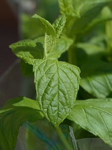 Plant leaves stalk photo