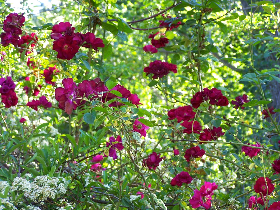 Flower rose bloom