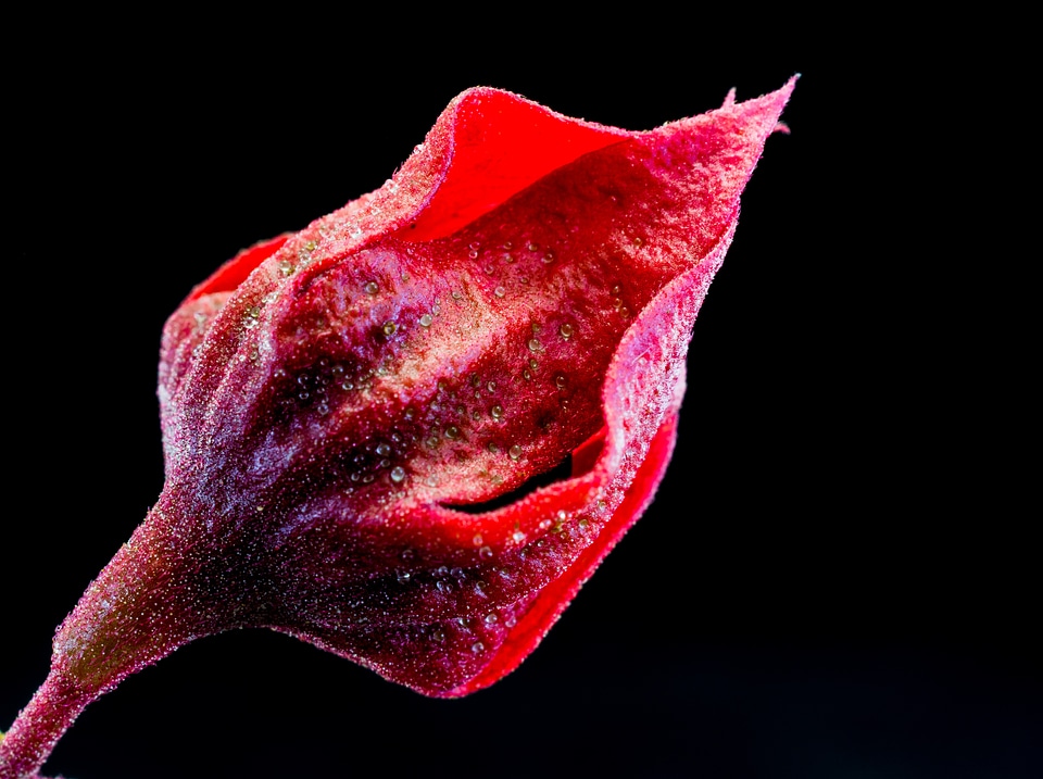 Bloom flower red purple