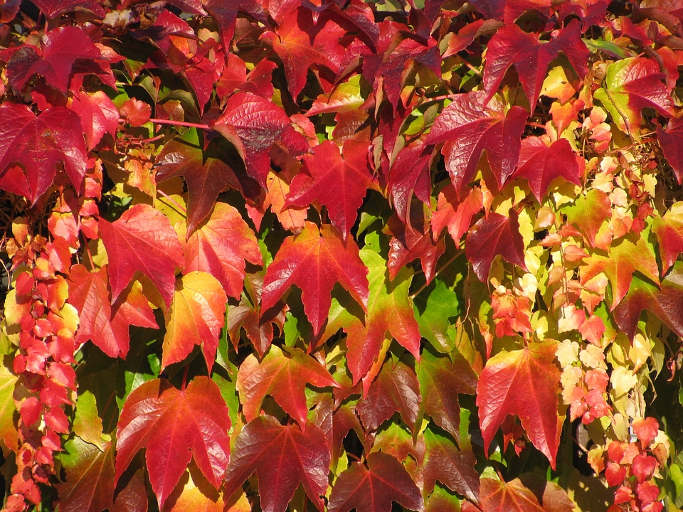 Fall color fall foliage fall leaves