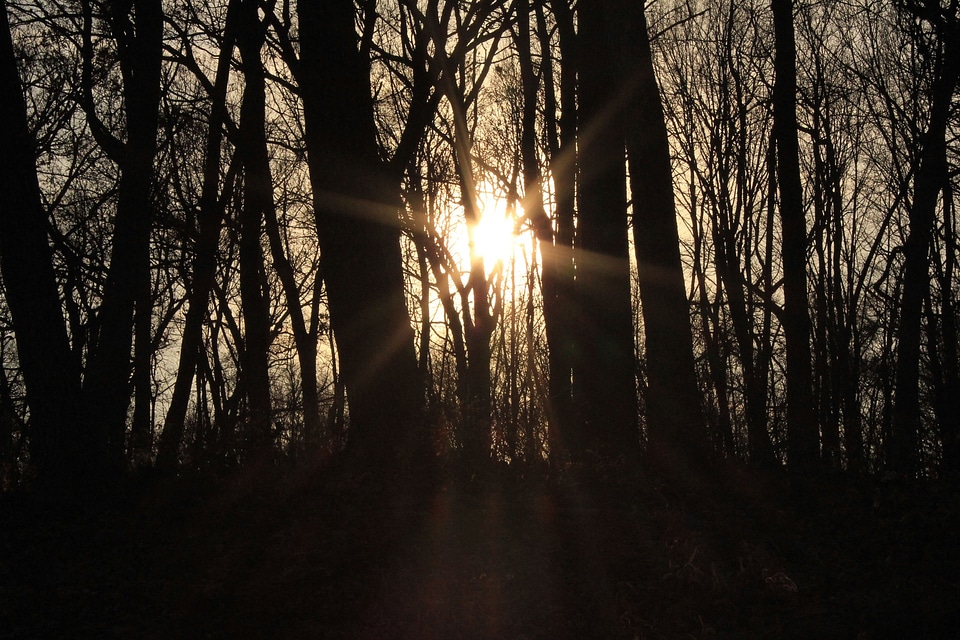 Nature beams sunlight photo