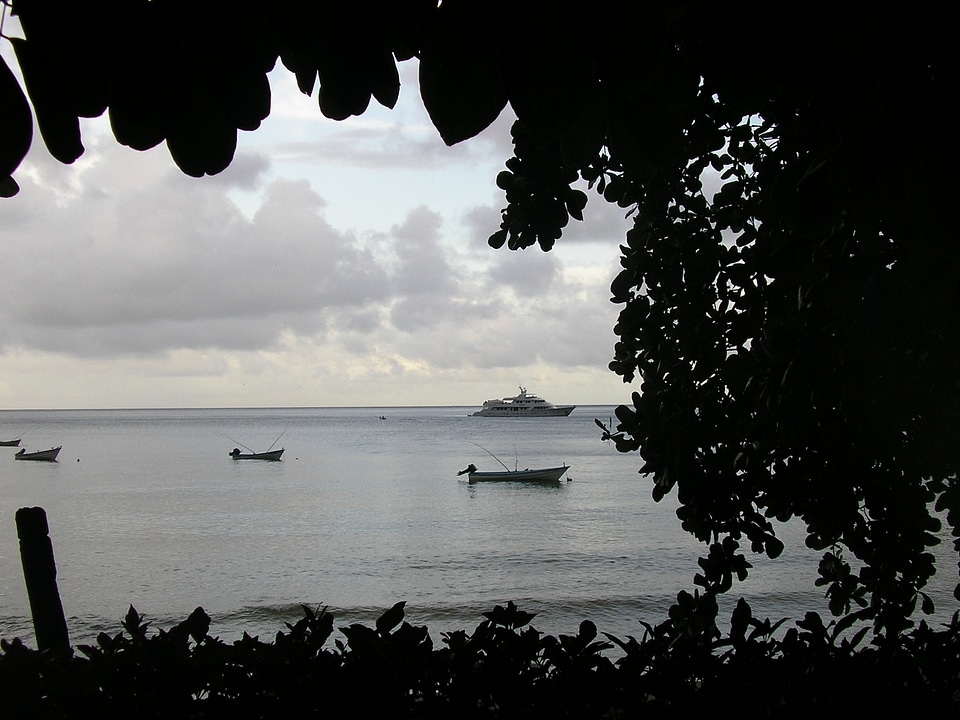 Scenic leaves tobago
