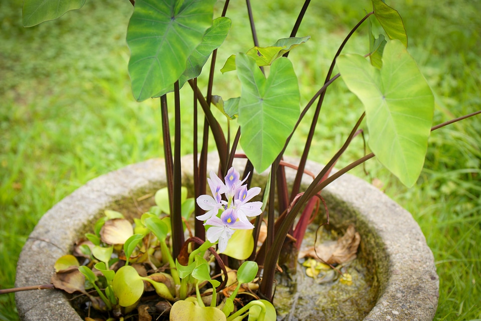Flowers damyang bamboo green