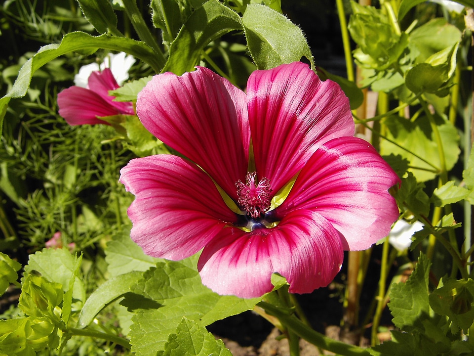 Red garden flower
