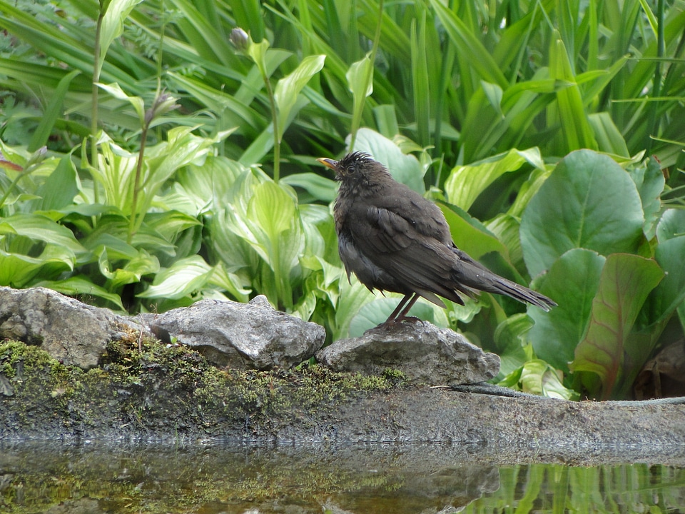 Black blackbirds animal