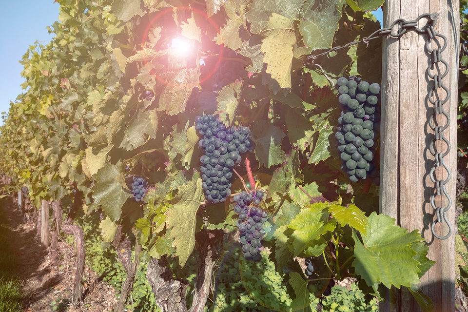 Winegrowing green fruit