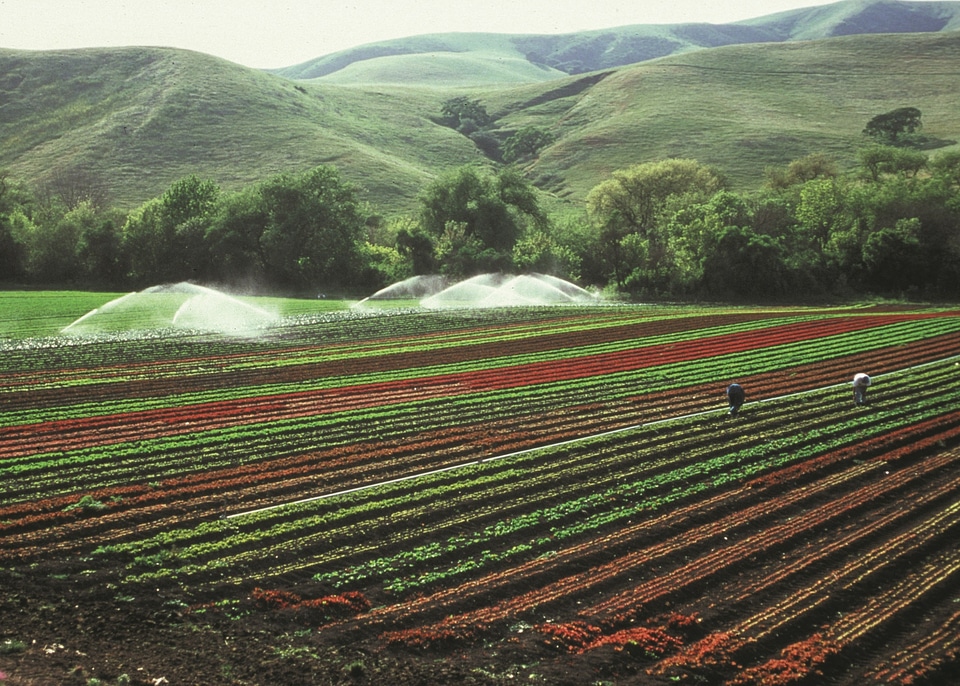 Field farming plantings