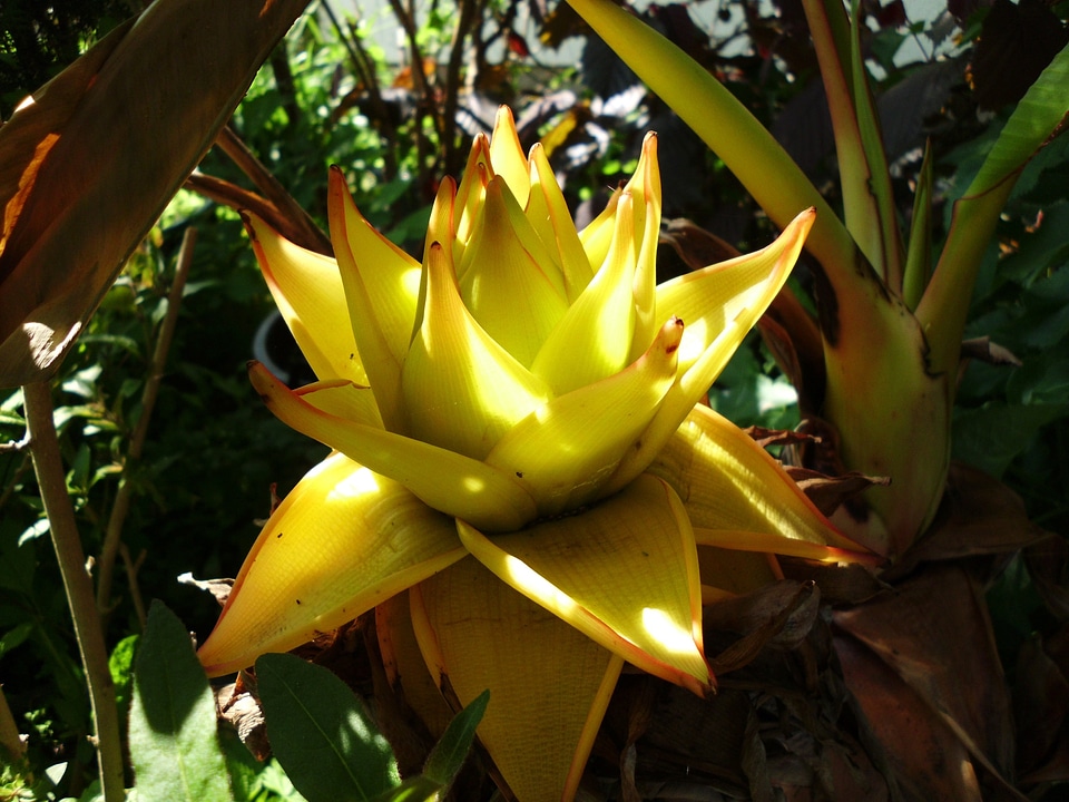 Plant banana shrub banana plant