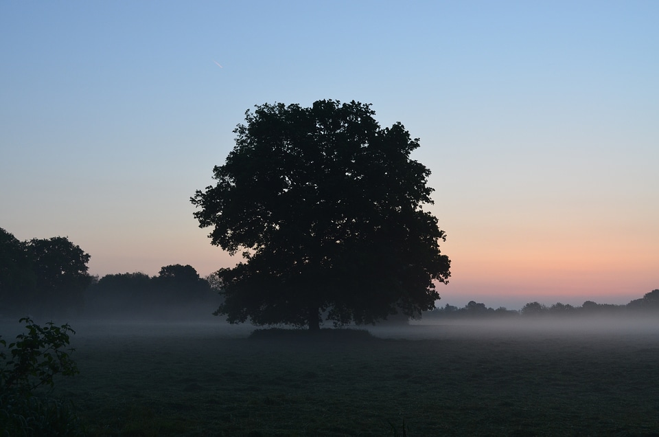 Morgenstimmung fog bank sunrise